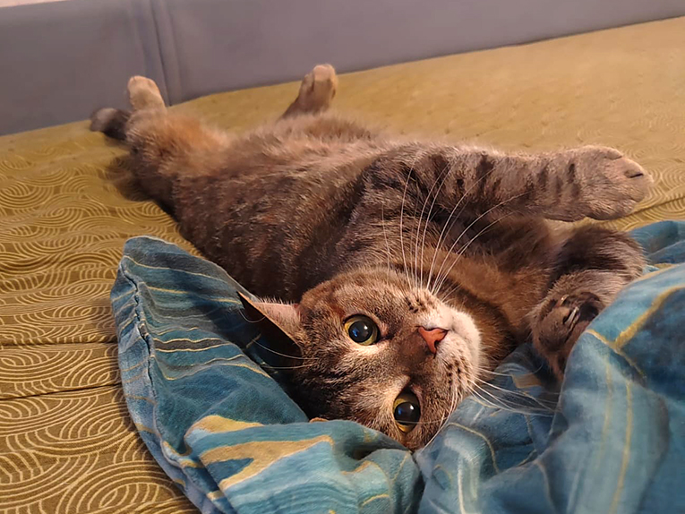 Домашняя кошечка срочно ищет дом