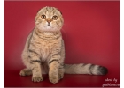 Шотландские котята для души и для выставок