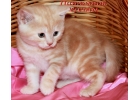 Британски котята красный мрамор из питомника VIVIAN.